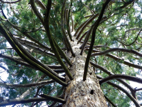 sequoiabranches